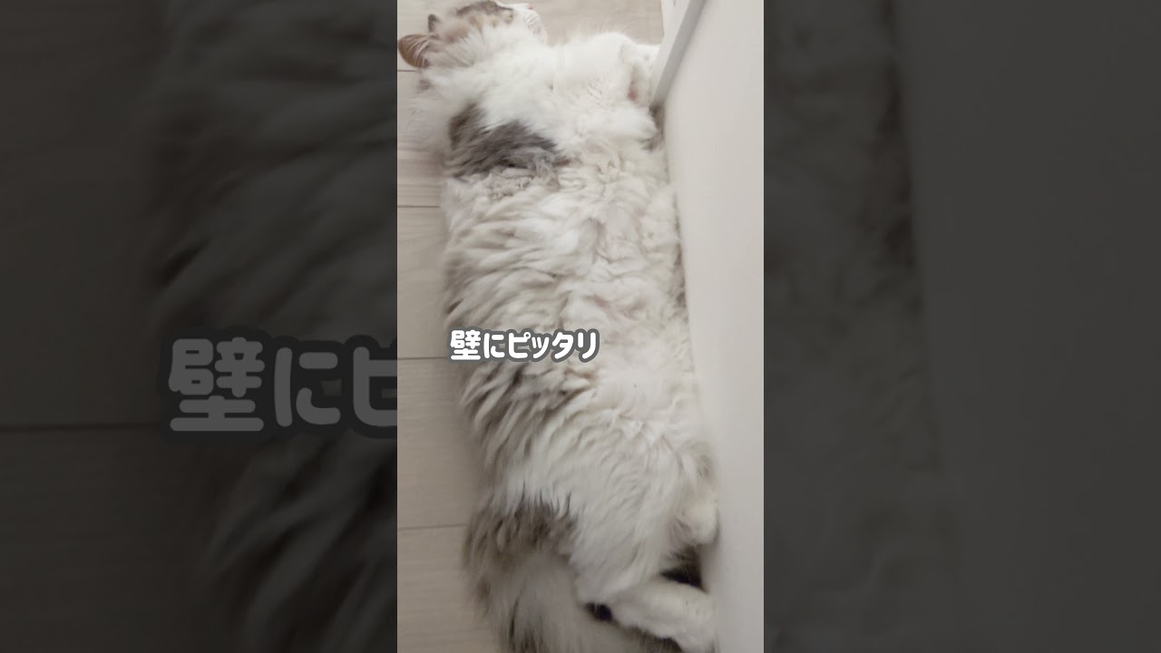 猫。爆睡、壁にピタッ！！【ミヌエット＆ノルウェージャンフォレストキャット】＃Shorts