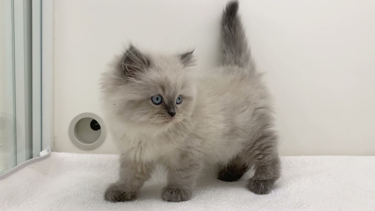 とってもキュートなヒマラヤン【パピードリーム】