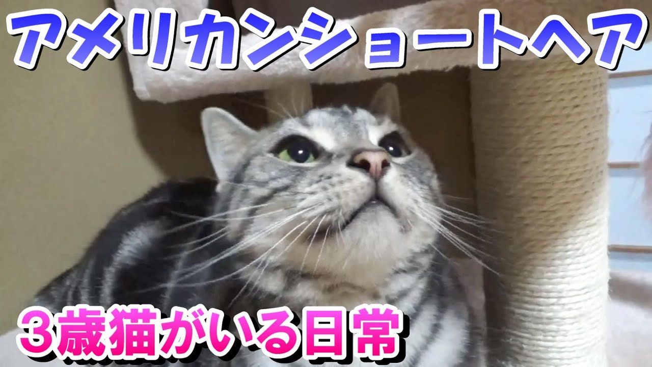 ３歳猫がいる日常（アメリカンショートヘア）