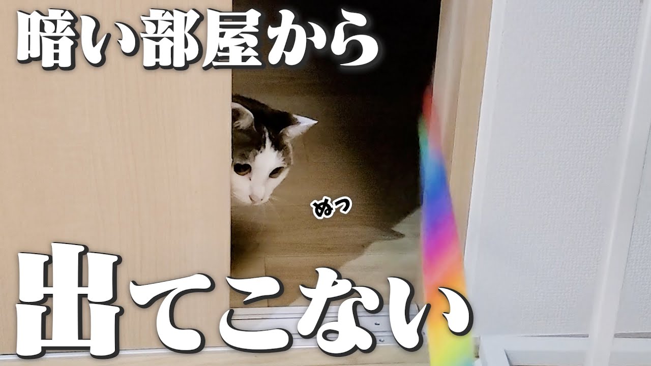 猫が暗い部屋に引きこもって謎の遊びを始めました