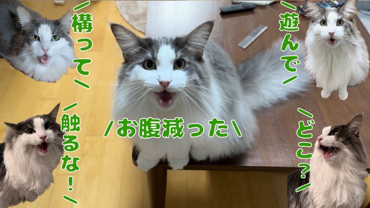 メインクーンの鳴き声はとても可愛い【メインクーン】