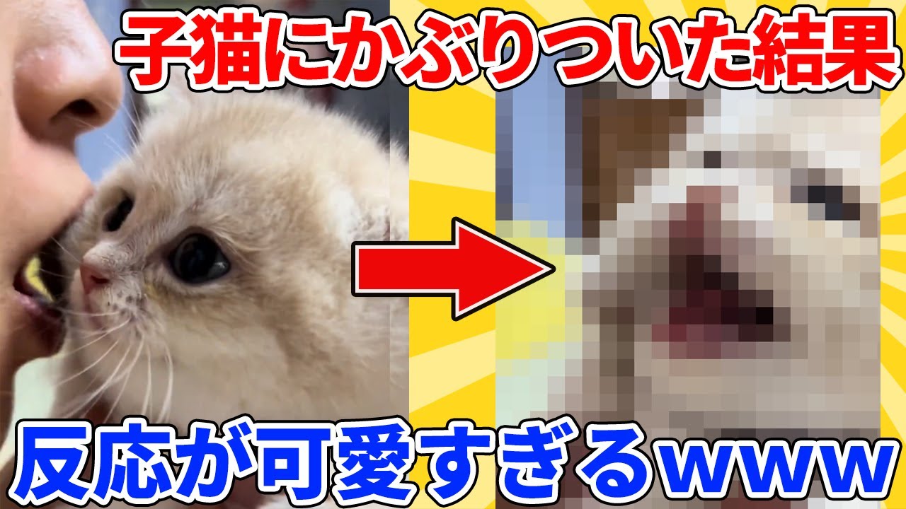 【2ch動物スレ】我慢できず子猫の顔にかぶりついた結果→可愛すぎる反応ｗｗｗｗｗ
