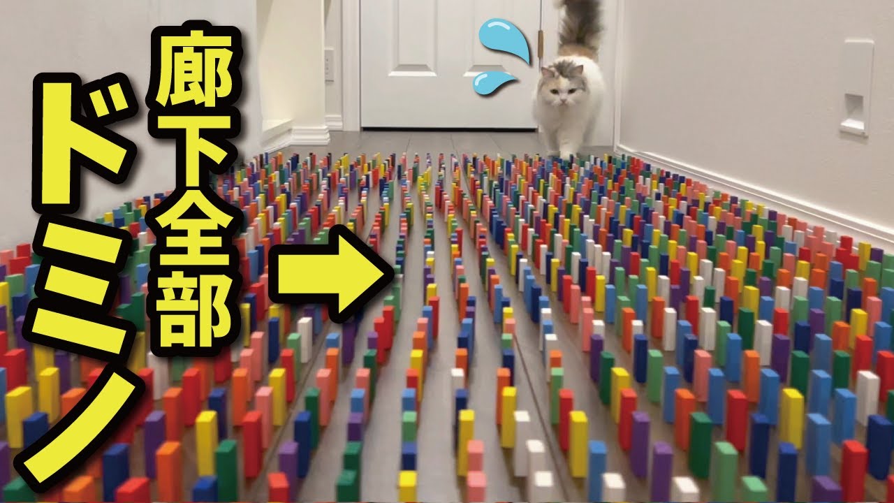 廊下が全部ドミノだった時の猫の反応がこちら