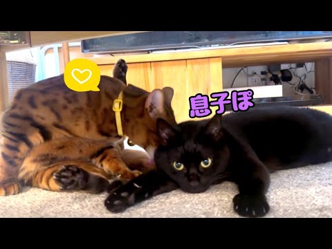 ベンガル子猫を自分の息子だとずっと思い込んでる黒猫さん