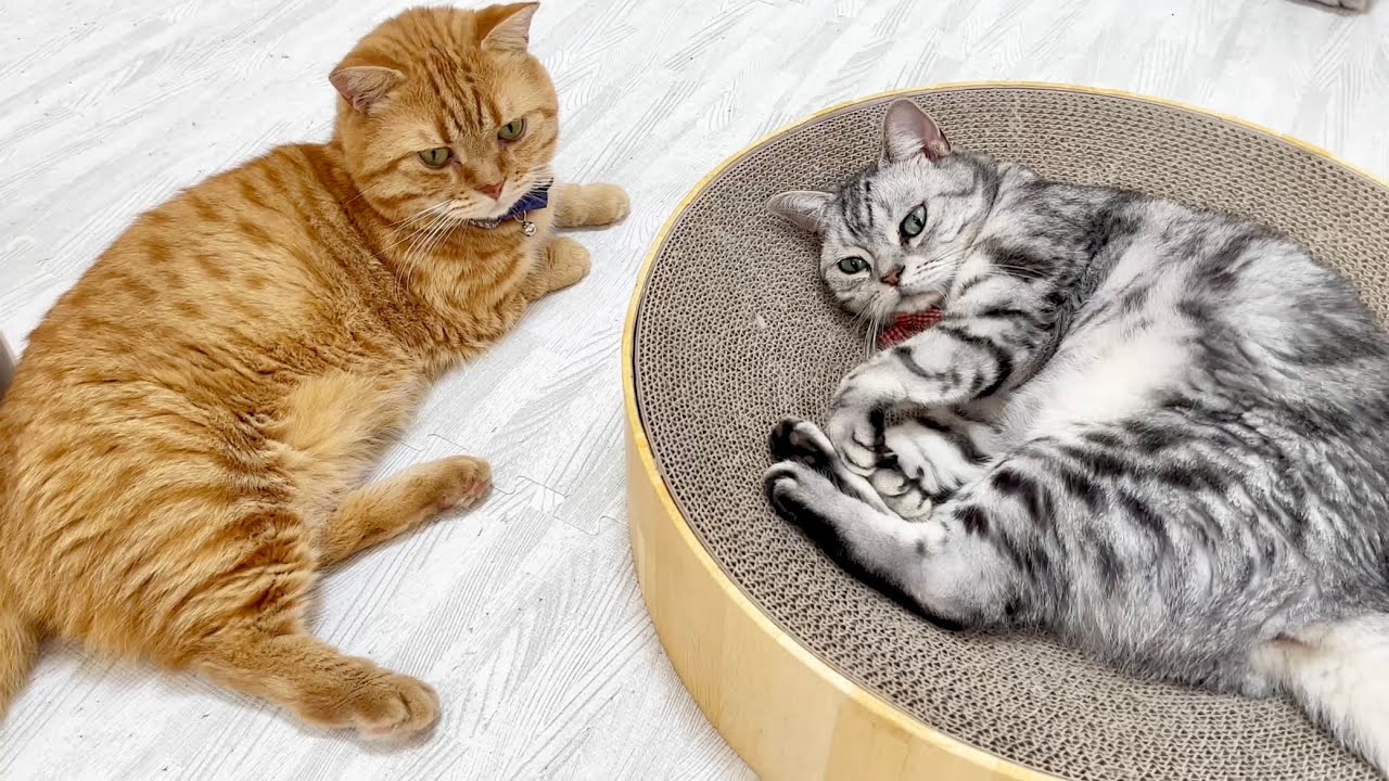 やっぱりこのふたりが寄り添ってると感慨深いです #猫 #アメリカンショートヘア #マンチカン