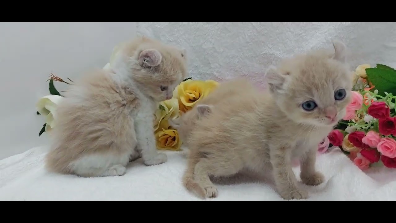 アメリカンカール子猫なら/宮城県ペットショップ