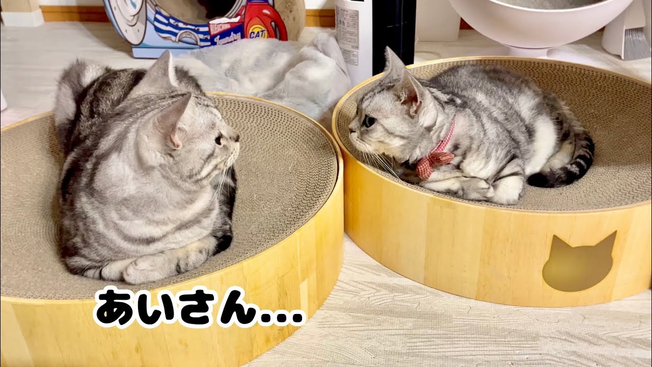 見つめ合うふたり...そして... きゅんきゅん #猫 #アメリカンショートヘア