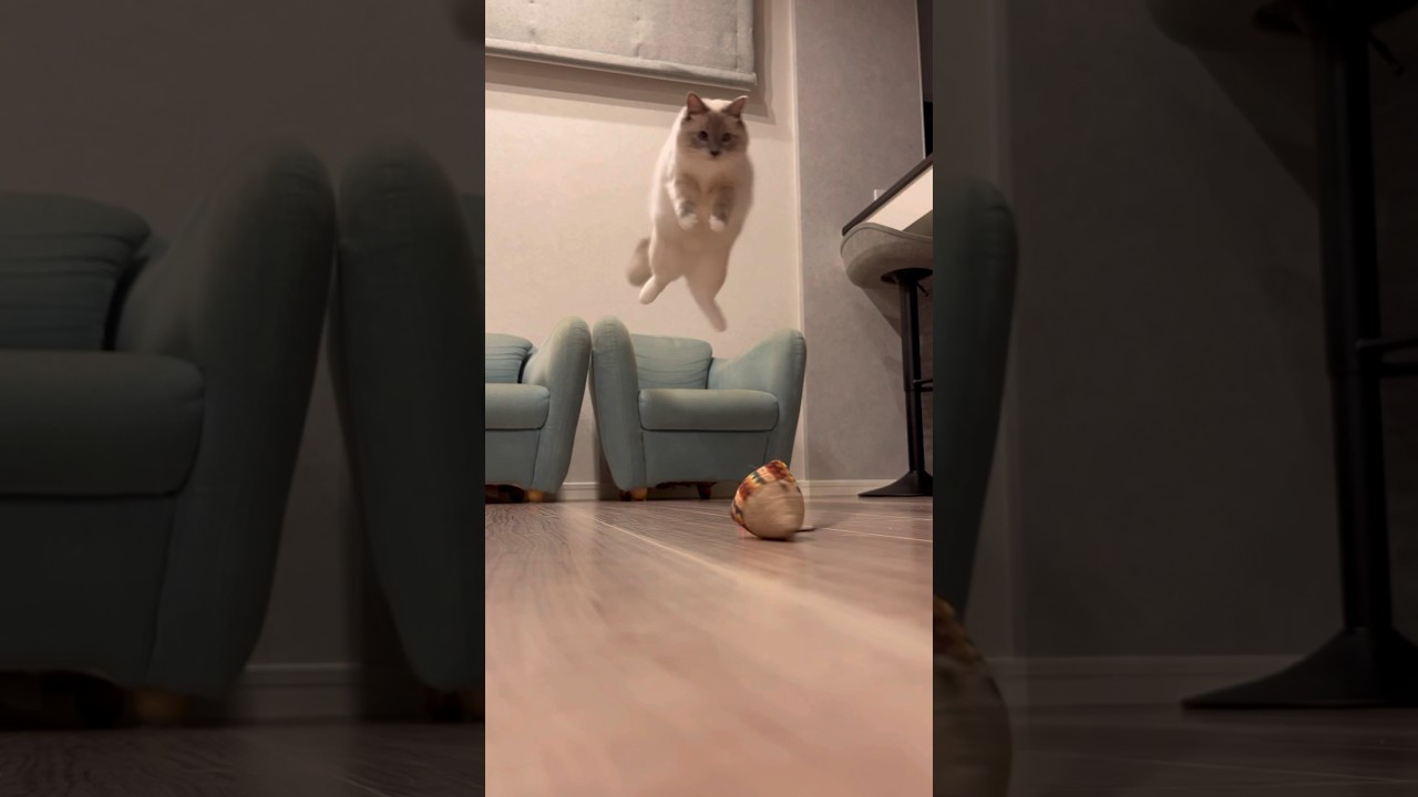 飛ぶ猫 #ねこ #ラグドール #猫 #cat #ラグドール #ragdollcat #猫動画 #funnycats #shorts  #にゃんこ #ねこのいる生活 #おもしろ動画 #おもしろい動物