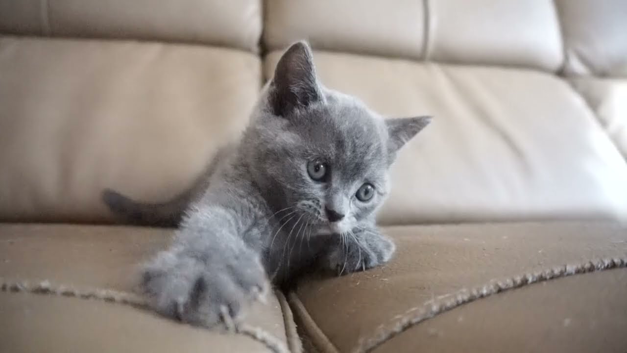 ブリティッシュショートヘアー子猫　British Shorthair　2023.7.10産まれ　ブルークリーム　女の子　シーダキャット猫のお店