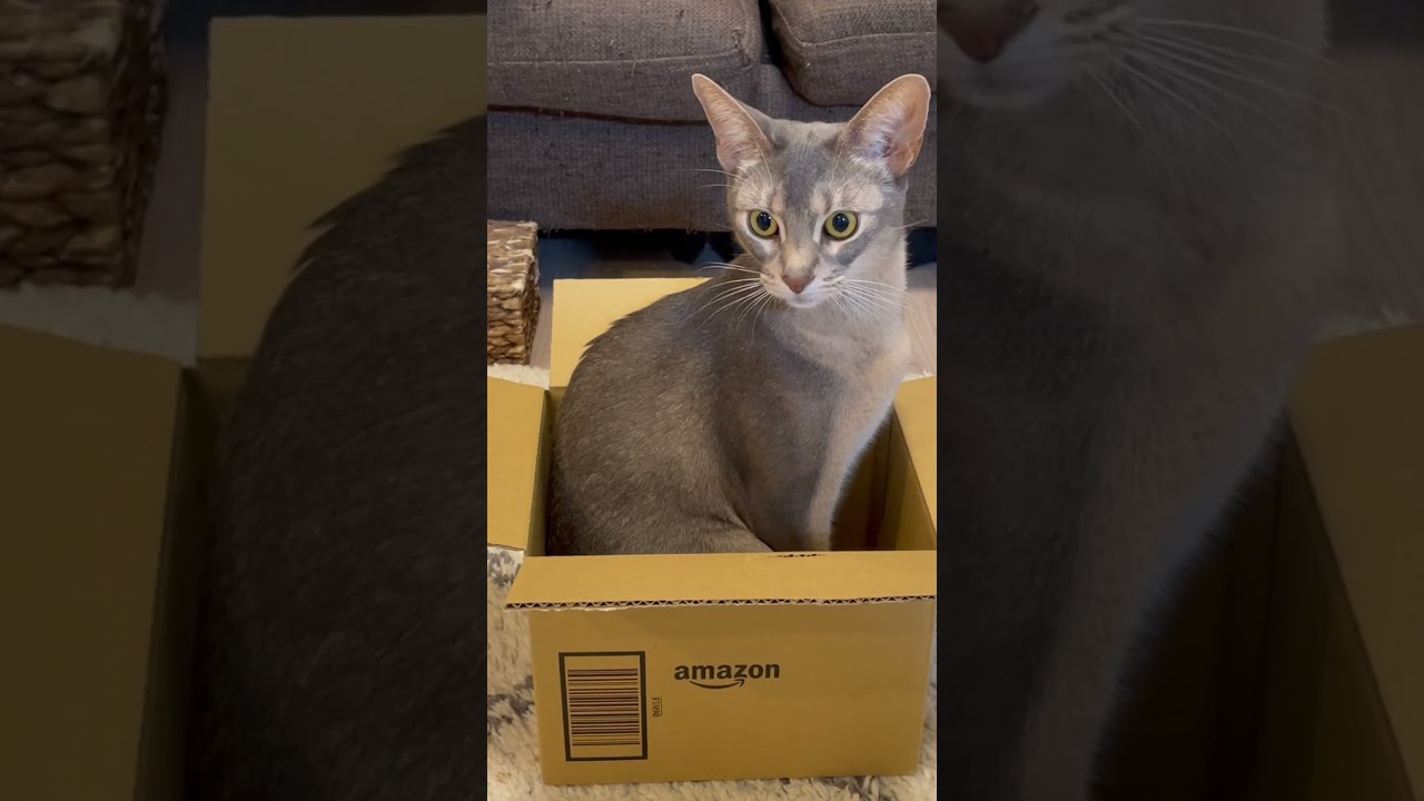 箱が大好きな猫の末路 #shorts #猫 #アビシニアン