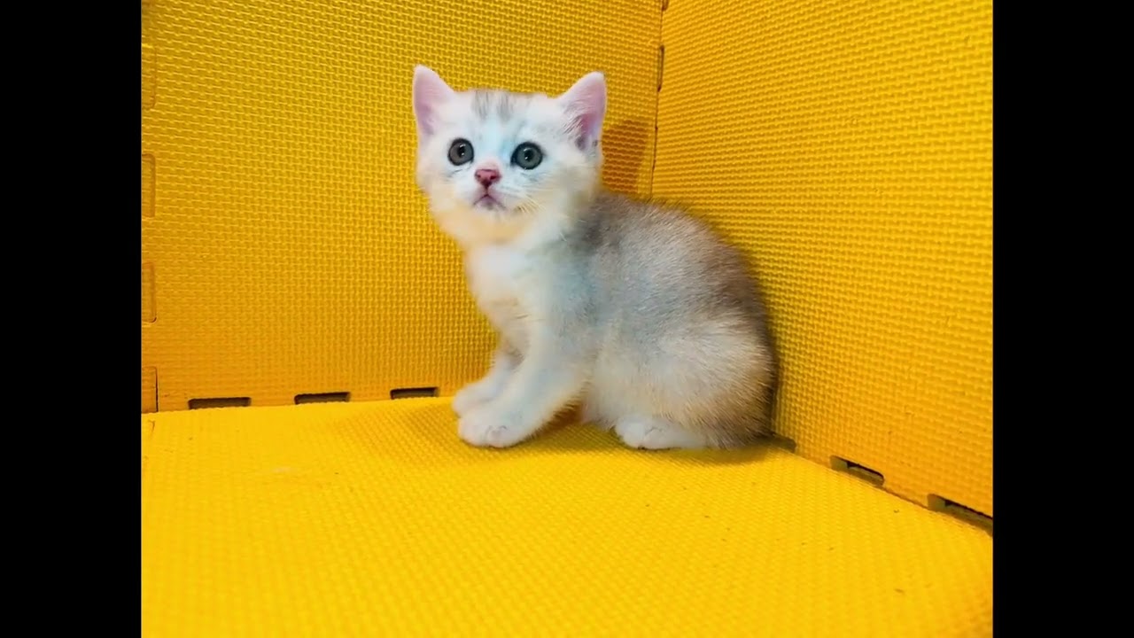 アメリカンカール おっとり系男子♡