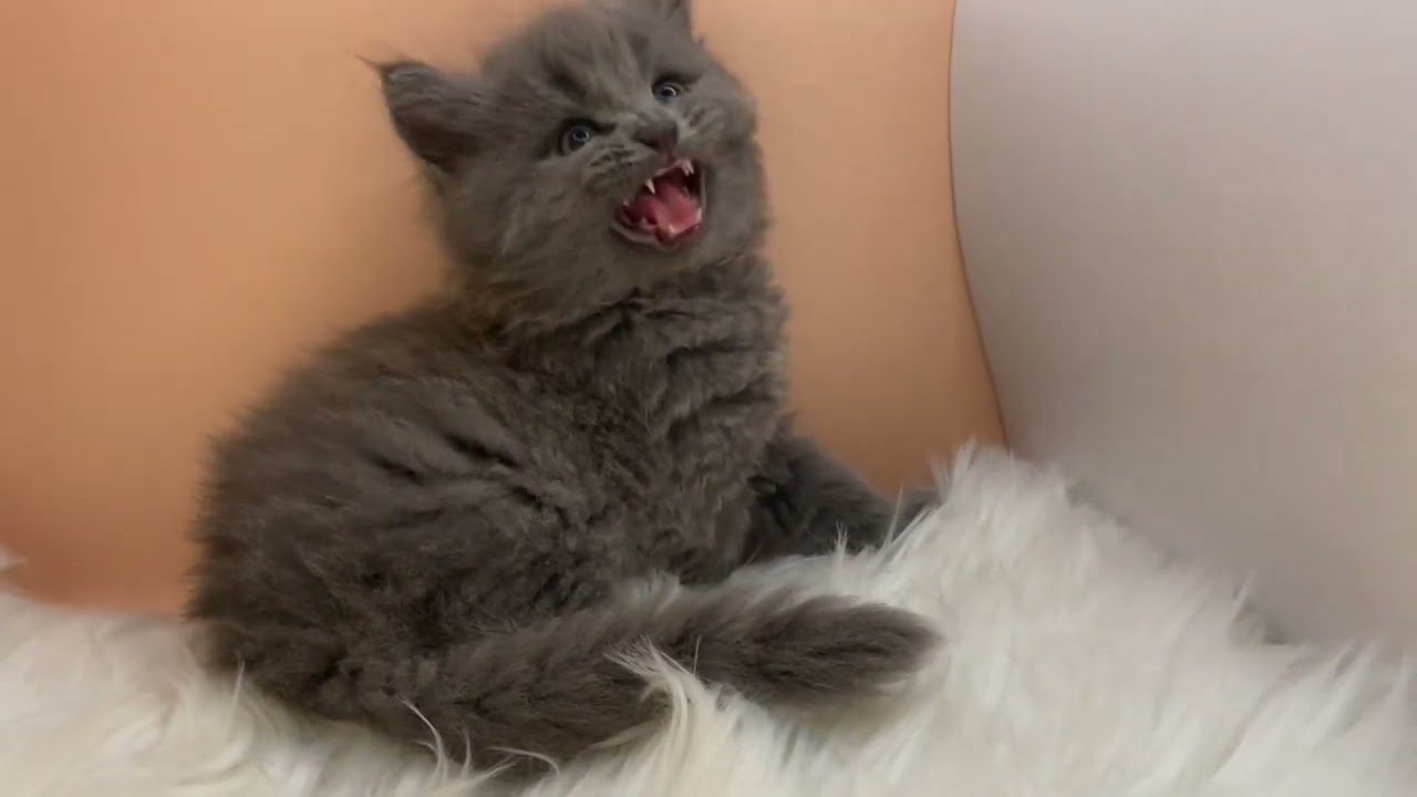 サイベリアン 【ブルー】ブルーカラーのサイベ兄妹✨