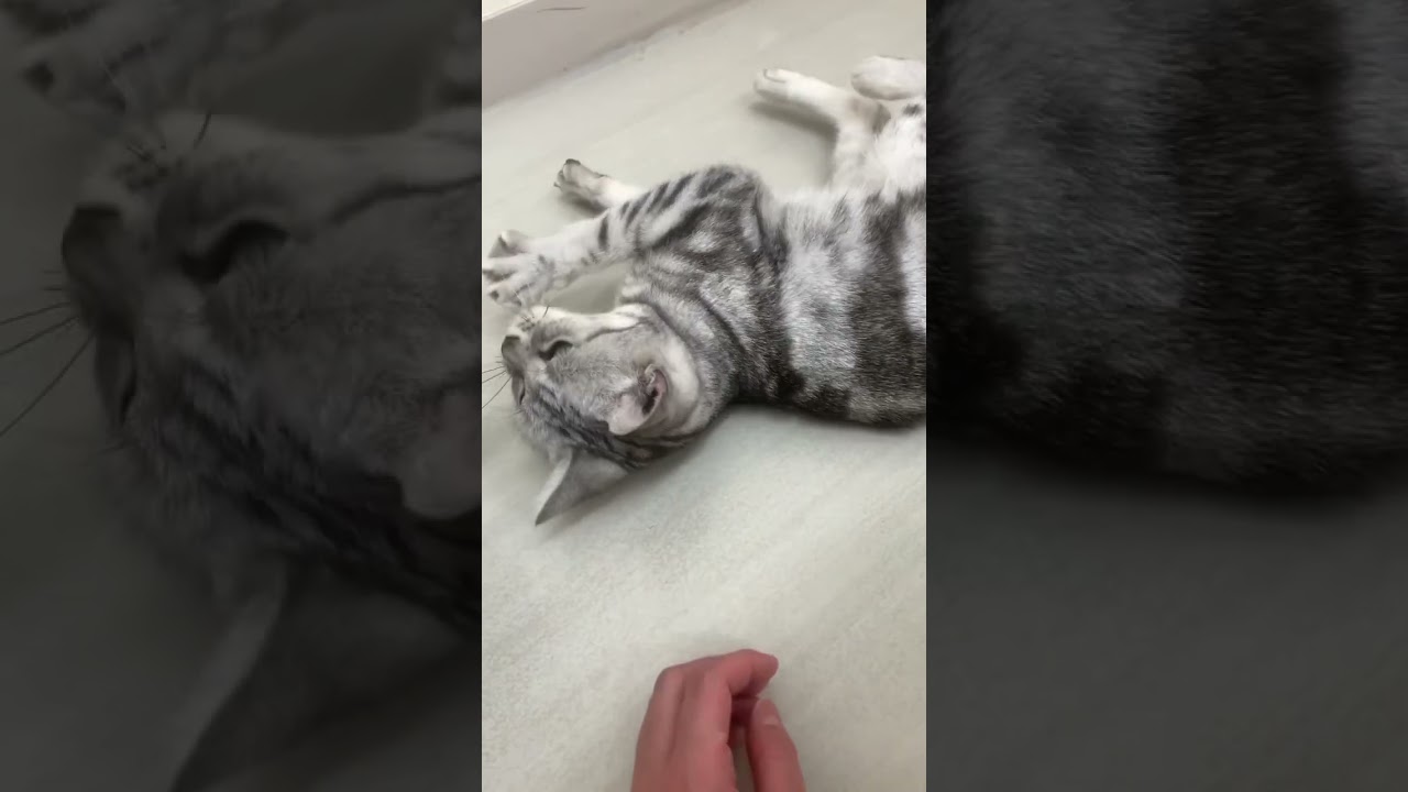 甘えてるね💕︎ #アメリカンショートヘア #アメショ #アメちゃん #猫好きさんと繋がりたい #ねこかわいい #ねこ動画 #ねこ部 #猫のいる暮らし #いやし #ペットモデル大募集 #shorts