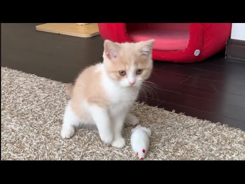 ネズミさん渡さないぞ！かいくん、めいちゃんの日常