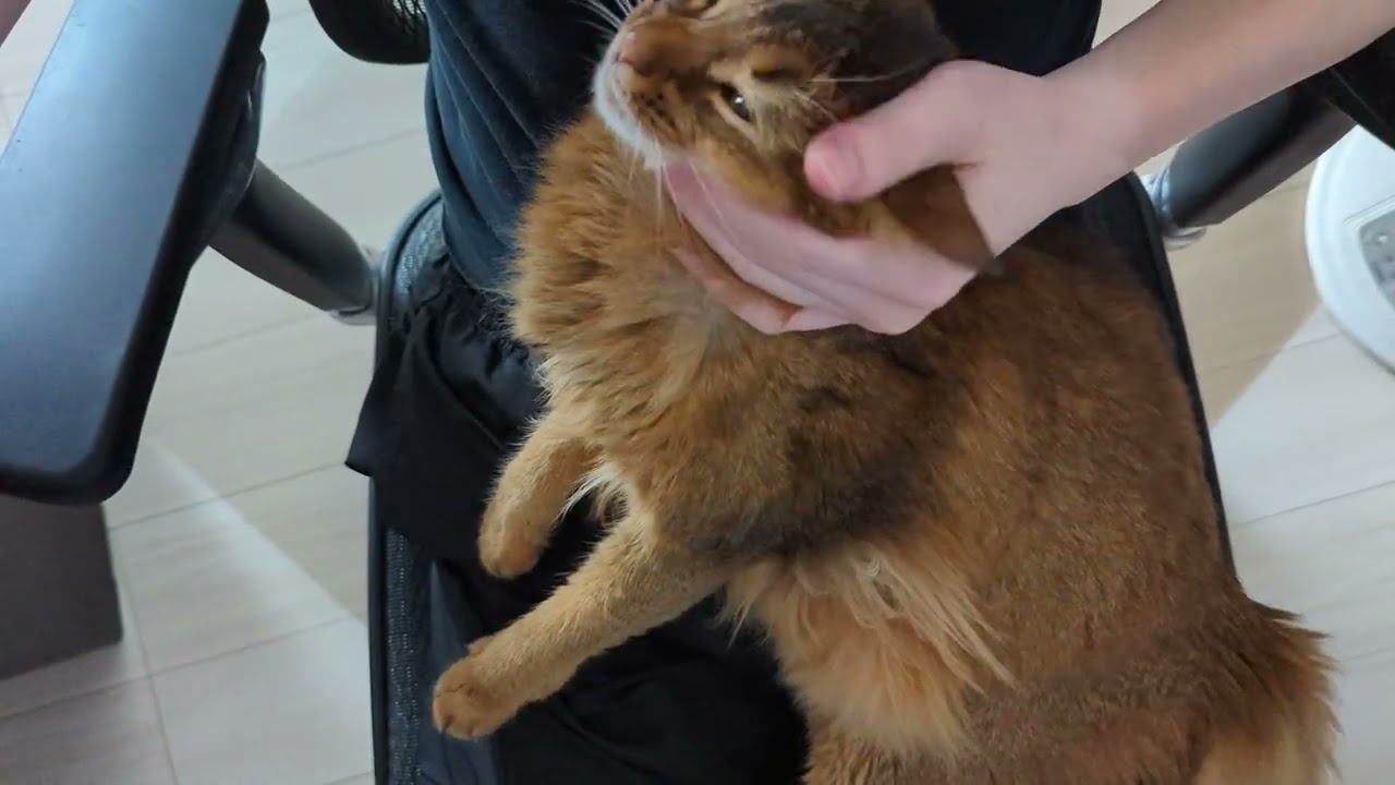 【584日目】でれでれ #ソマリ #cat