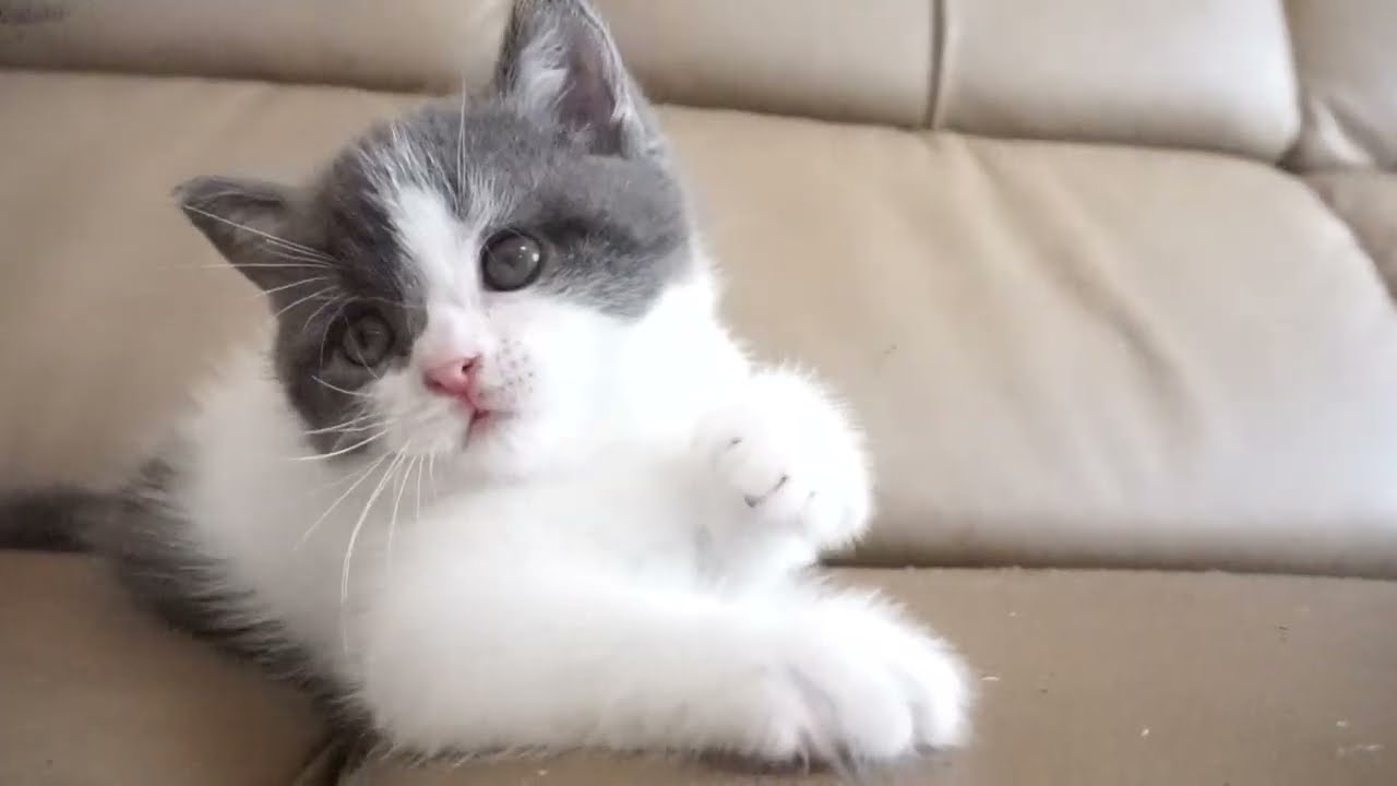 ブリティッシュショートヘアー子猫　British Shorthair　2023.7.10産まれ　ブルー&ホワイト　男の子　シーダキャット猫のお店