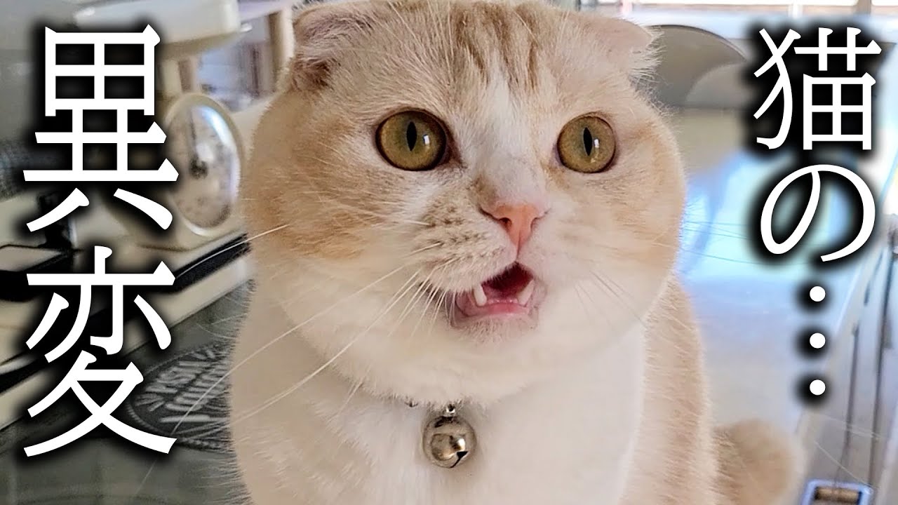 ニャーニャー猫が何か訴えてくるのでついていったらまさかの展開に…