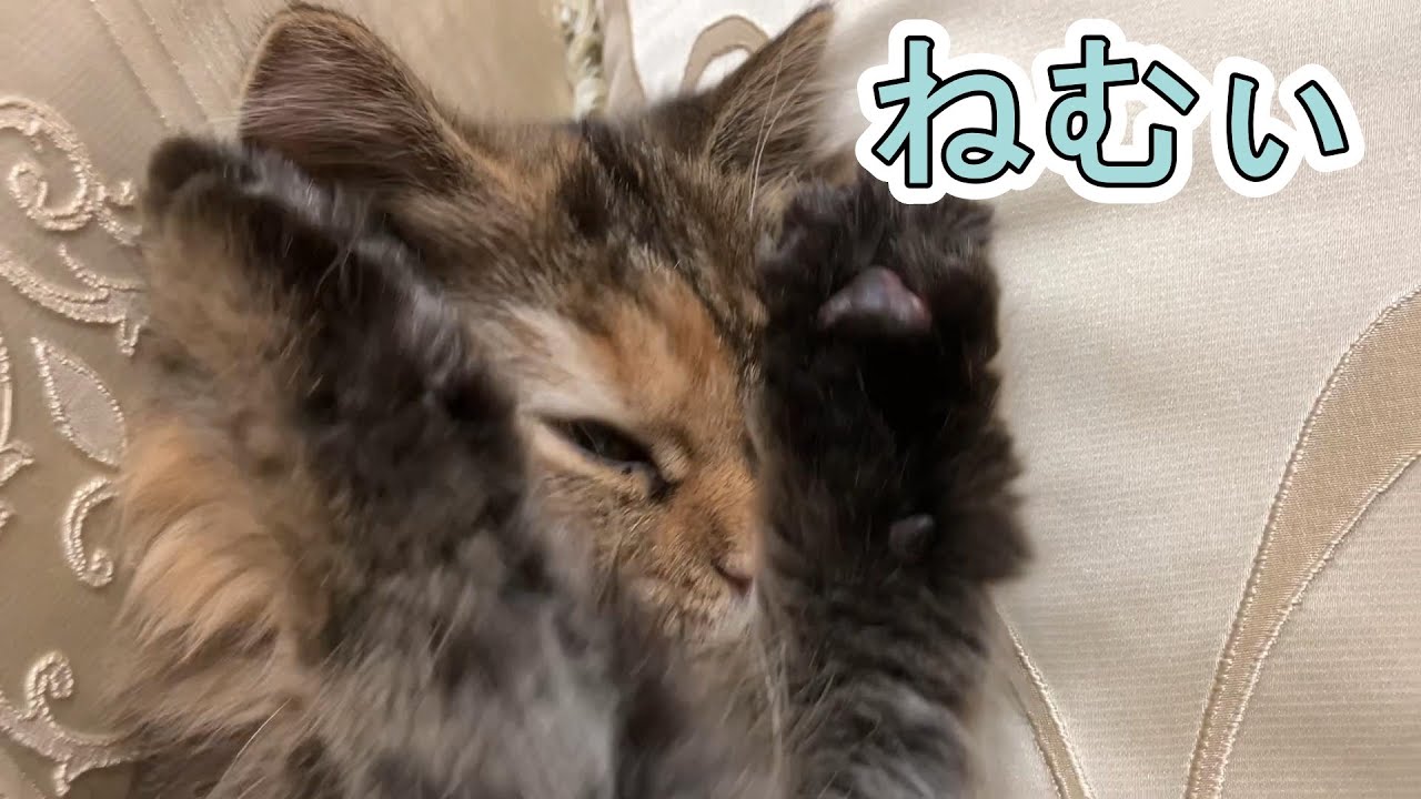 家族になってきた保護猫