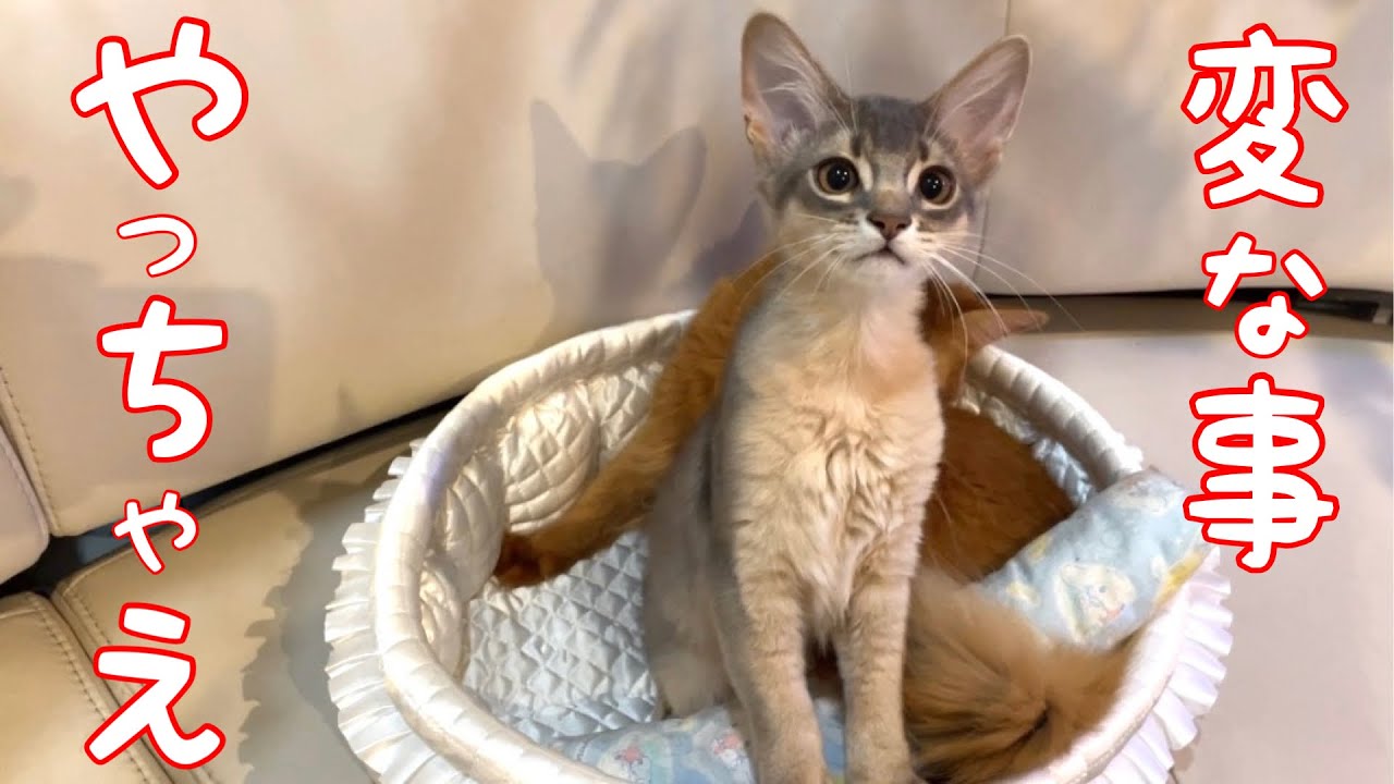 【癒し閲覧注意】辞めて欲しい事ぜんぶやる猫がこちら❣️【ソマリ】