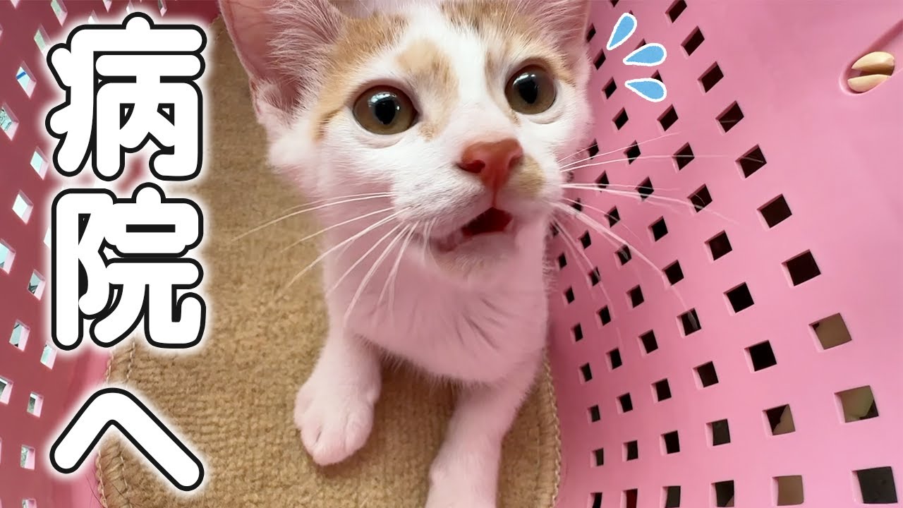 子猫トロくん病院へ行ってきます！！