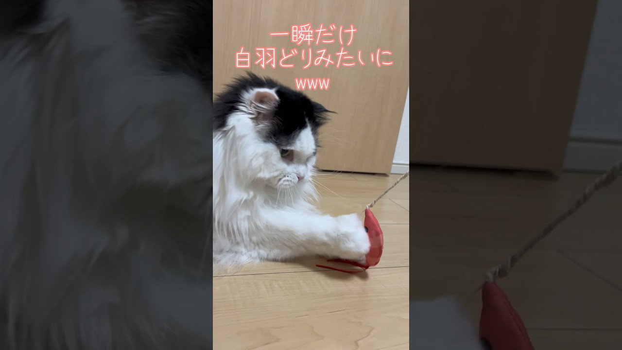 【猫おもちゃ】小さいエビ殿におしゃもを振り回すおトノ様w #shorts #cat #猫 #スコティッシュフォールド #猫動画 #ハチワレ
