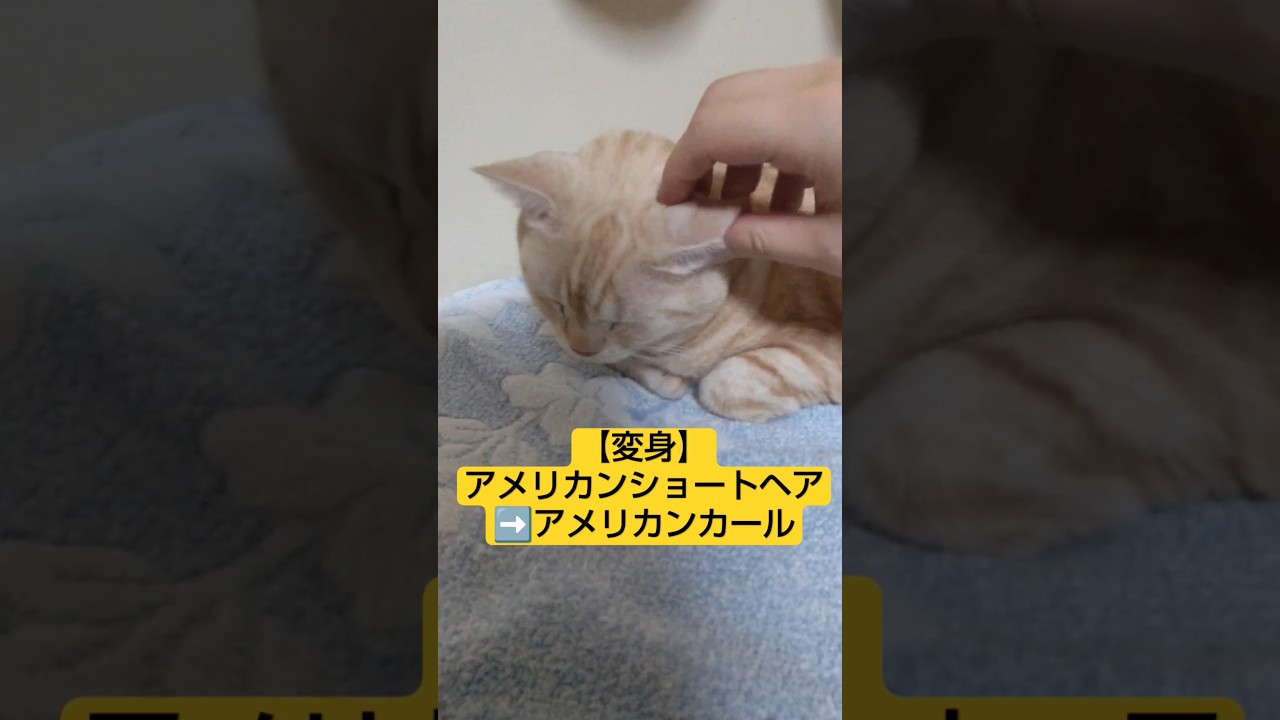 【猫と変身ごっこ】アメショーがアメリカンカールに❗😺😺  #shorts