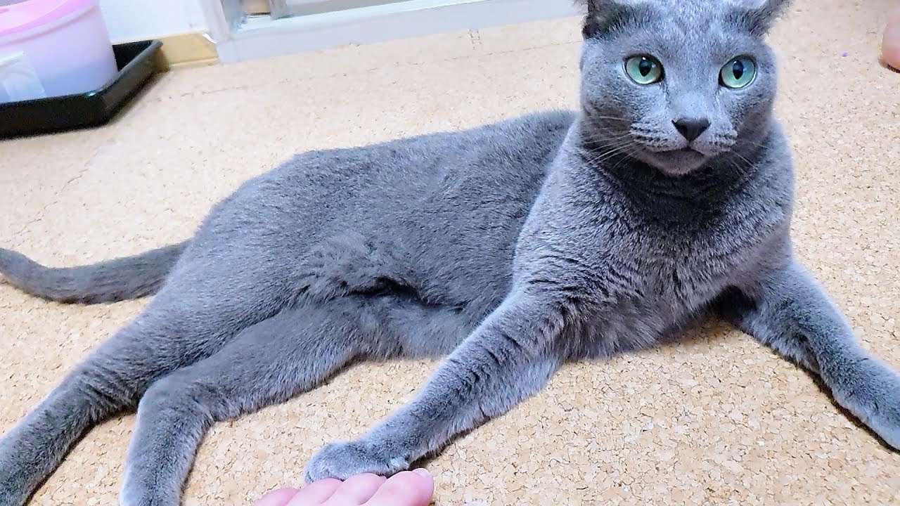 【猫動画】嫁の足が好きなロシアンブルー【russianbule】It is a Russian Blue that likes its owner's feet.