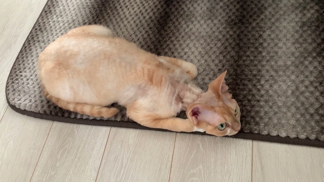 デボンレックス猫が変な格好でくつろいでいます(Devon Rex cat relaxing with a funny posture)
