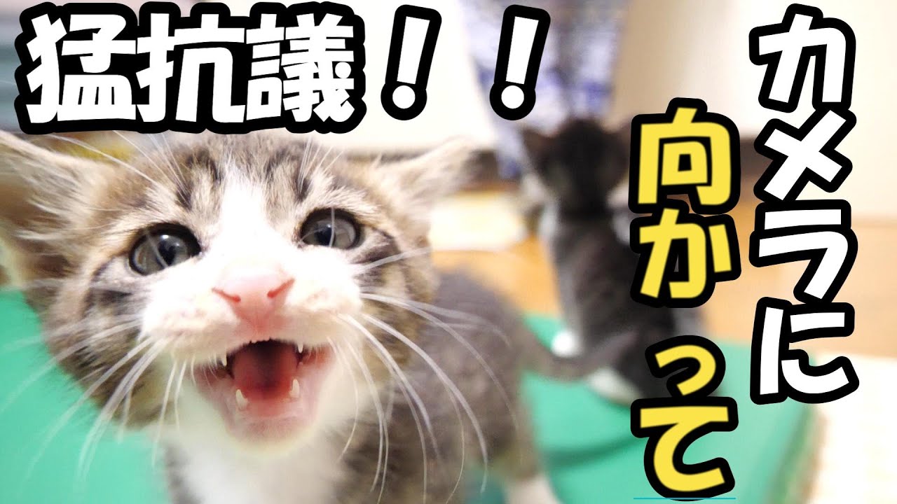 子猫が「一言物申す！」と足に登ったりカメラに向かって来たりします【赤ちゃん猫　保護猫】
