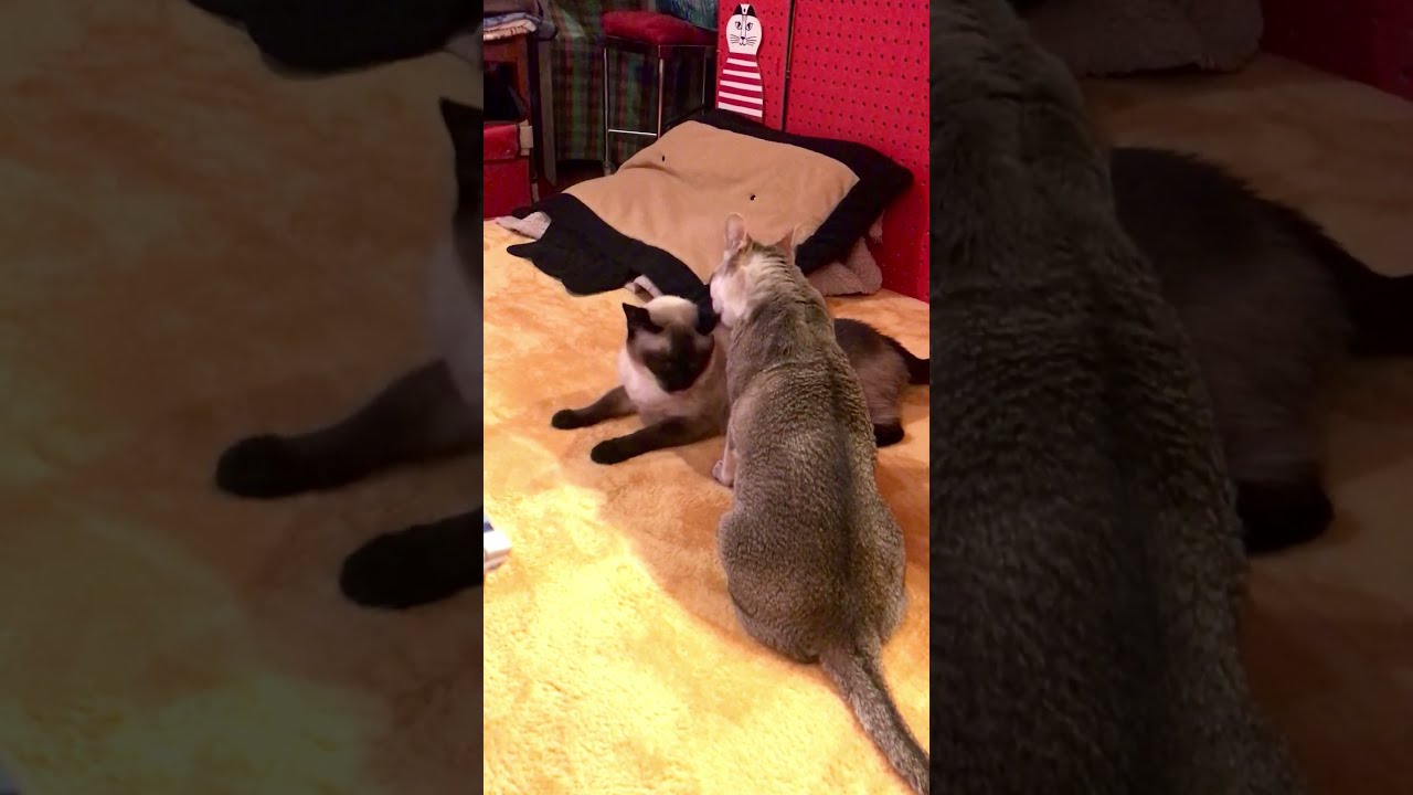 大好きなたぬき猫の毛づくろいをしたいシンガプーラなのにゃ♪