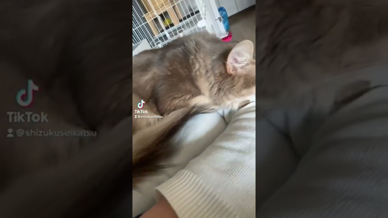 人間はベッド part2 #猫 #cat #ソマリ #somali