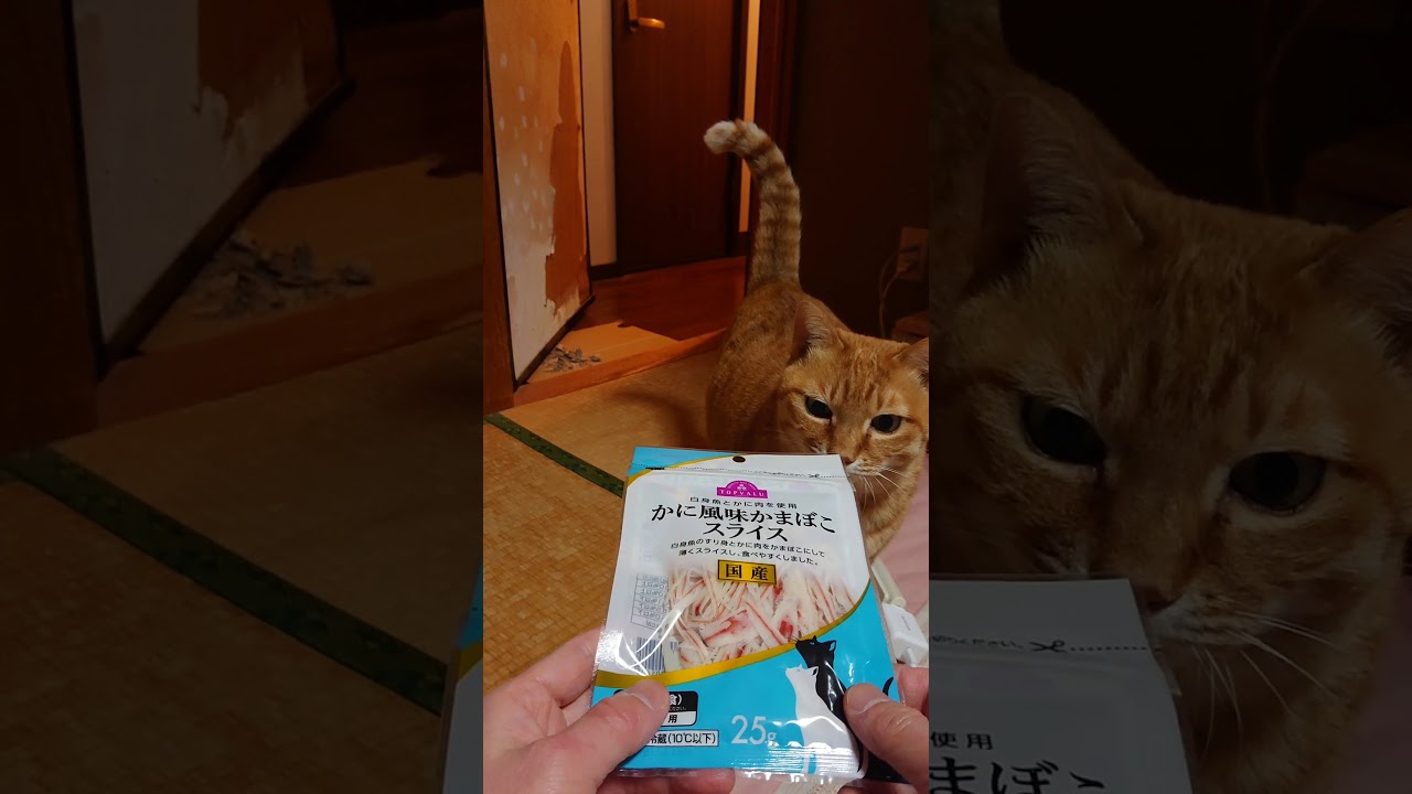 #Shorts とんかつおばあちゃん猫、13歳にして初めてカニかまを食らう！！ My cat ate crab sticks for the first time at the age of 13.
