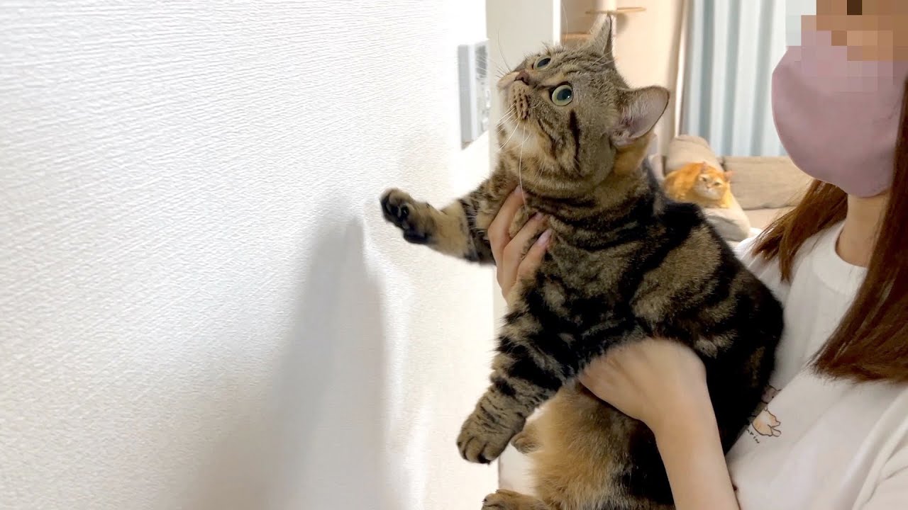 メル初めての壁猫チャレンジで賢いか判明！？