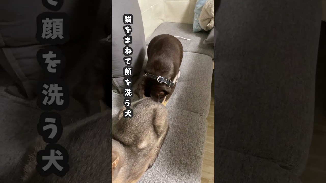 (アビ&チワワ) 猫を真似て顔を洗う犬 #shorts #チワワ #アビシニアン #犬と猫どっちも飼ってると毎日たのしい #犬のいる暮らし #犬と猫のいる暮らし #猫のいる暮らし