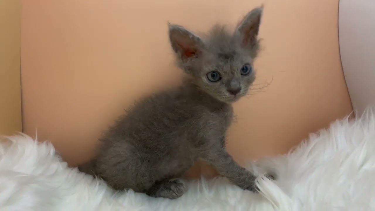 セルカークレックス 【ブルー】くるんとしたヘアーがチャームポイント❣️