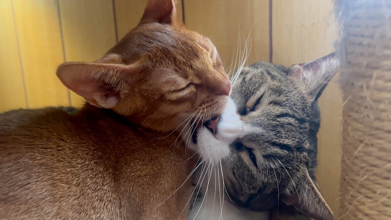 新しくやってきた子猫が先住猫のこと親だと思って抱きついてしまいました…【相思相愛】