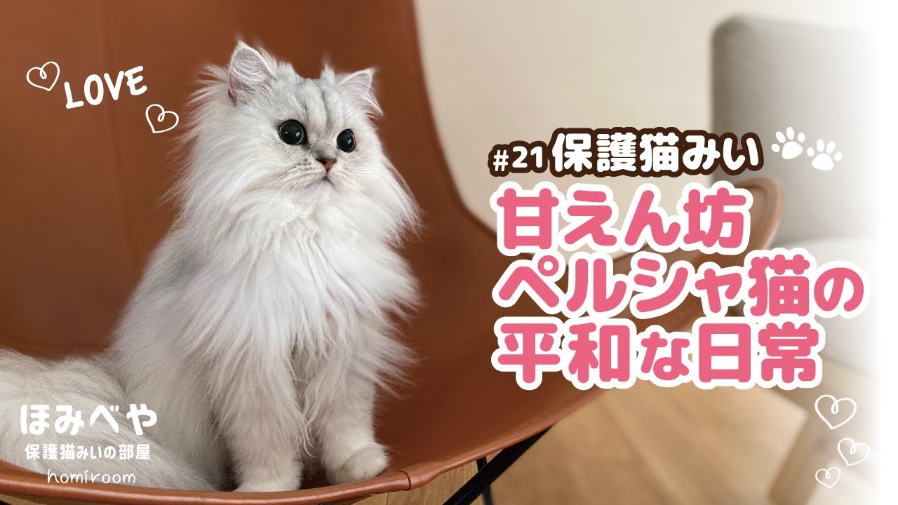 保護猫みい｜甘えん坊ペルシャ猫の平和な日常#21