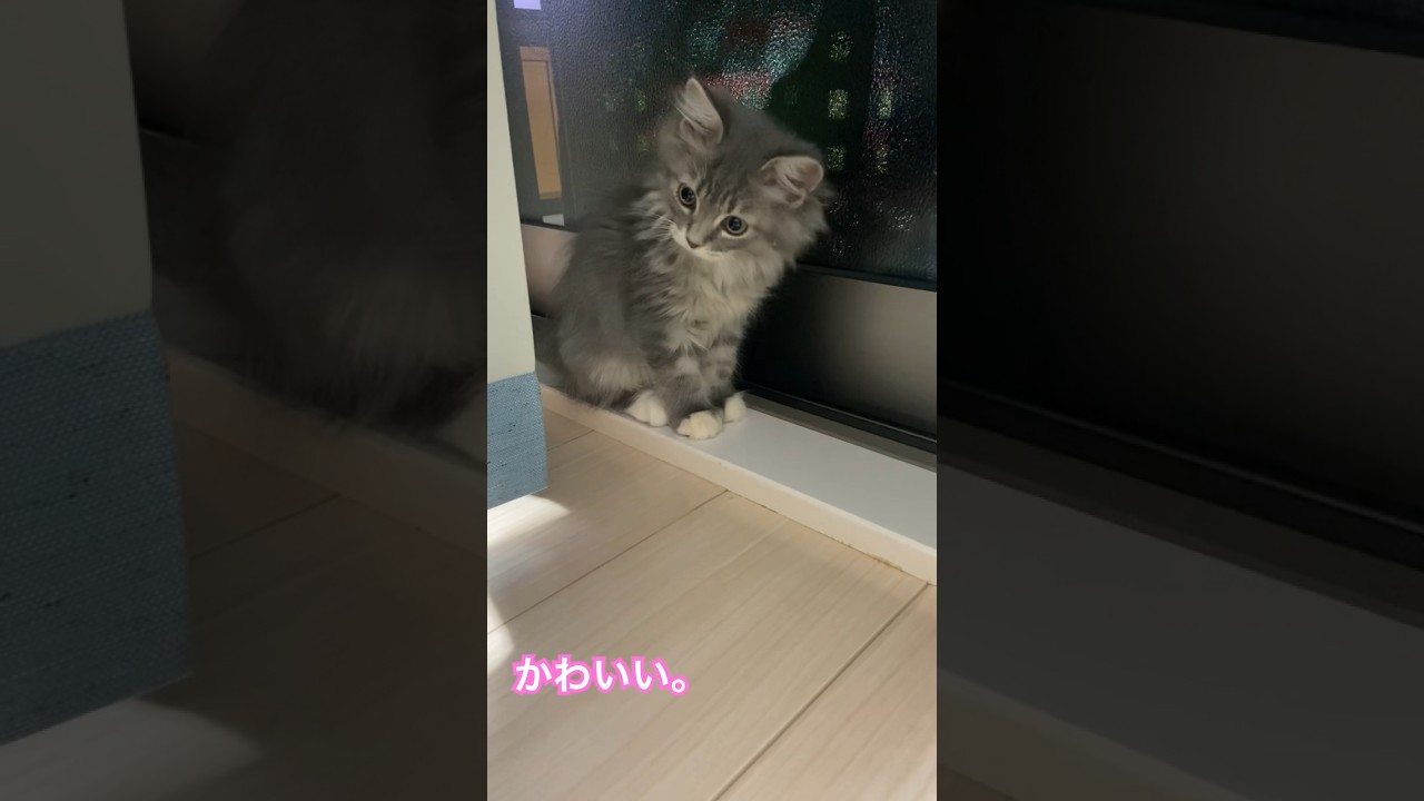 振り向いた子猫が最強にかわいい。#shorts #猫 #サイベリアン
