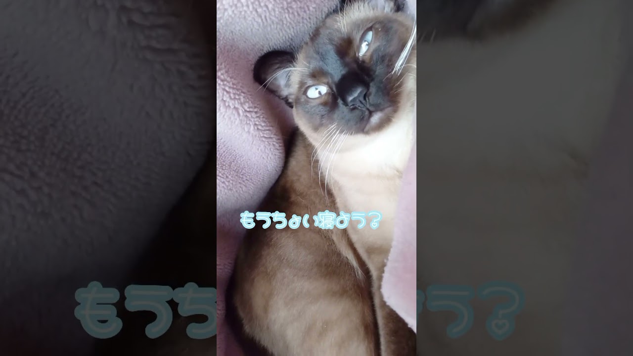 【猫】一緒にお昼寝🐱#猫 #シャム猫ミックス #shorts