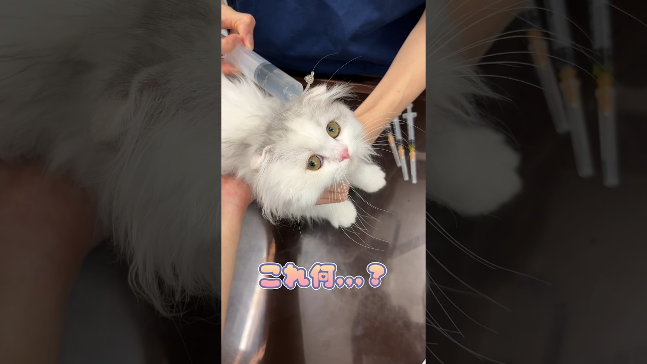 初めての点滴に戸惑う子猫スコティッシュフォールド