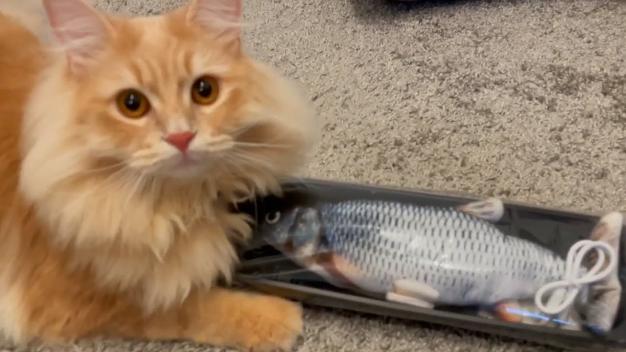 子猫にリアルな魚のおもちゃを買ってあげたら反応が100点でしたw【サイベリアン】