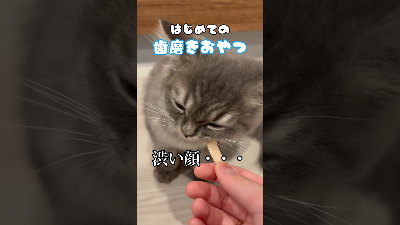 野生を取り戻した・・・ ？#子猫 #おすすめ #cat #猫 #かわいい #つまみちゃん #ラガマフィン #ねこのいる生活 #shorts