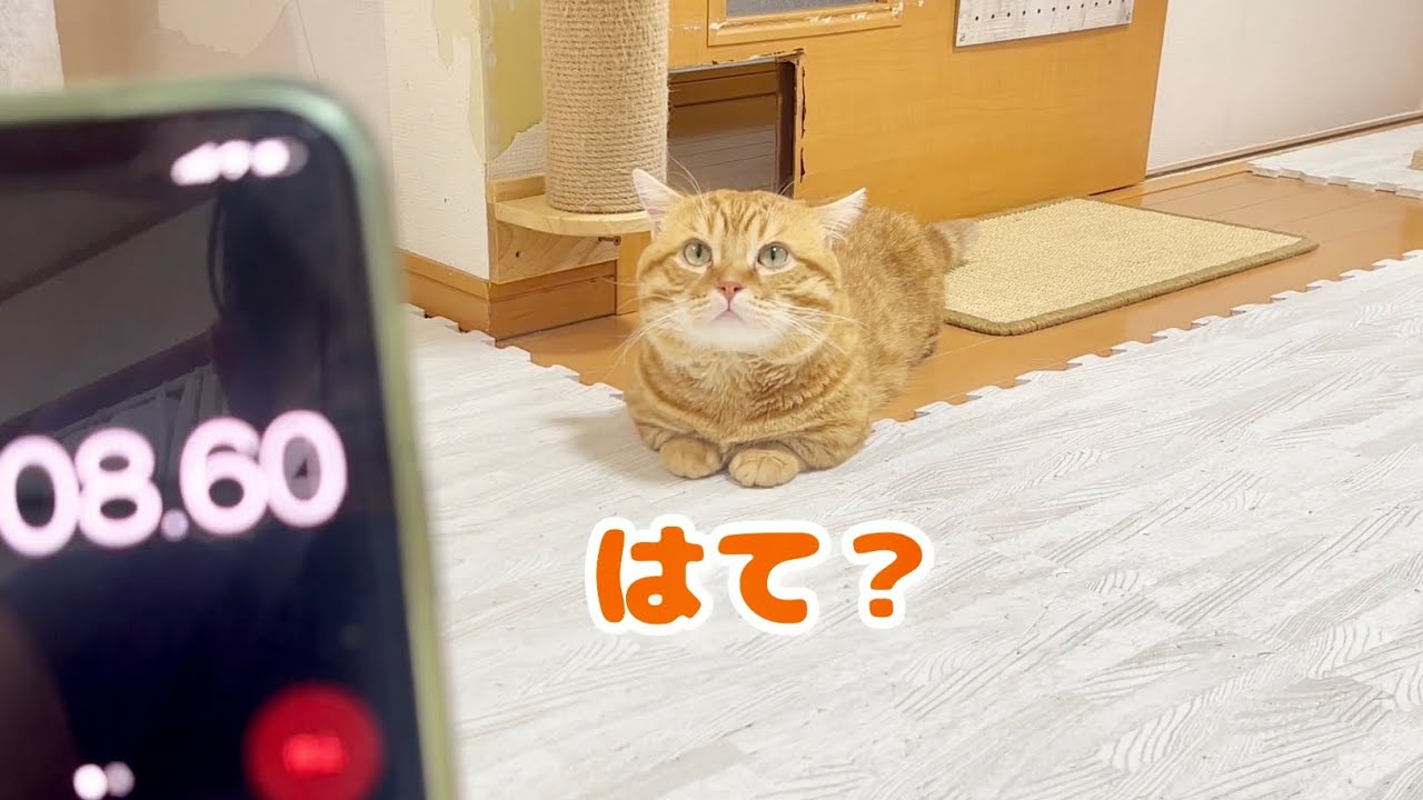 名前を呼ばれたら何秒でやってくるのか？選手権！ #猫 #マンチカン