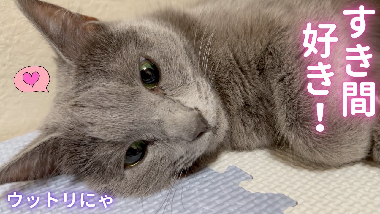 フィット感が好きな猫（ロシアンブルー）