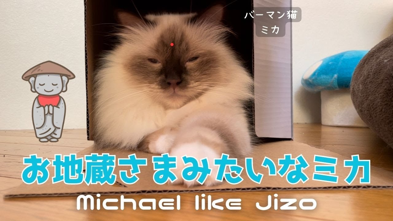 バーマン猫ミカ【お地蔵さまみたいなミカ】Michael like Jizo（バーマン猫）Birman/Cat