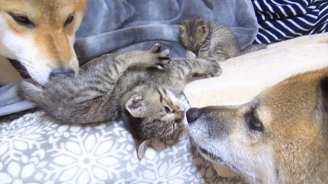 【R村の歴史】キジトラ子猫2匹と距離が近くなった柴犬たちの優しさが溢れる1日