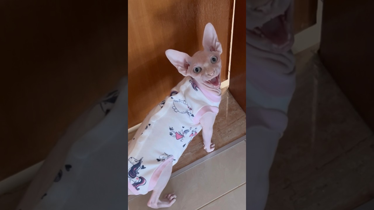 クセになるw毛のない子猫の鳴き声【スフィンクス猫】