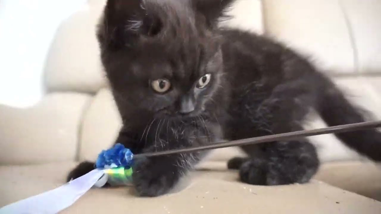 ブリティッシュショートヘアー子猫　British Shorthair　2023.6.24産まれ　ブラック　男の子　シーダキャット猫のお店