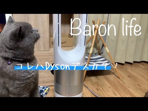 コレハDysonの扇風機デスカ？いいえ、これはDysonのパクリです【ブリティッシュショートヘアー】British shorthair