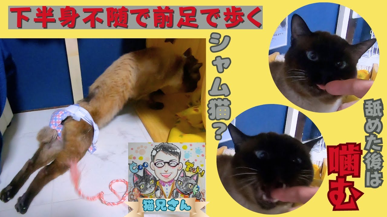 シャム猫風の殿様は下半身不随　人馴れしてないけど仲良くなれるかな？（保護猫カフェ猫の惑星にゃーくる）京橋駅　Playing with a paralyzed Siamese cat